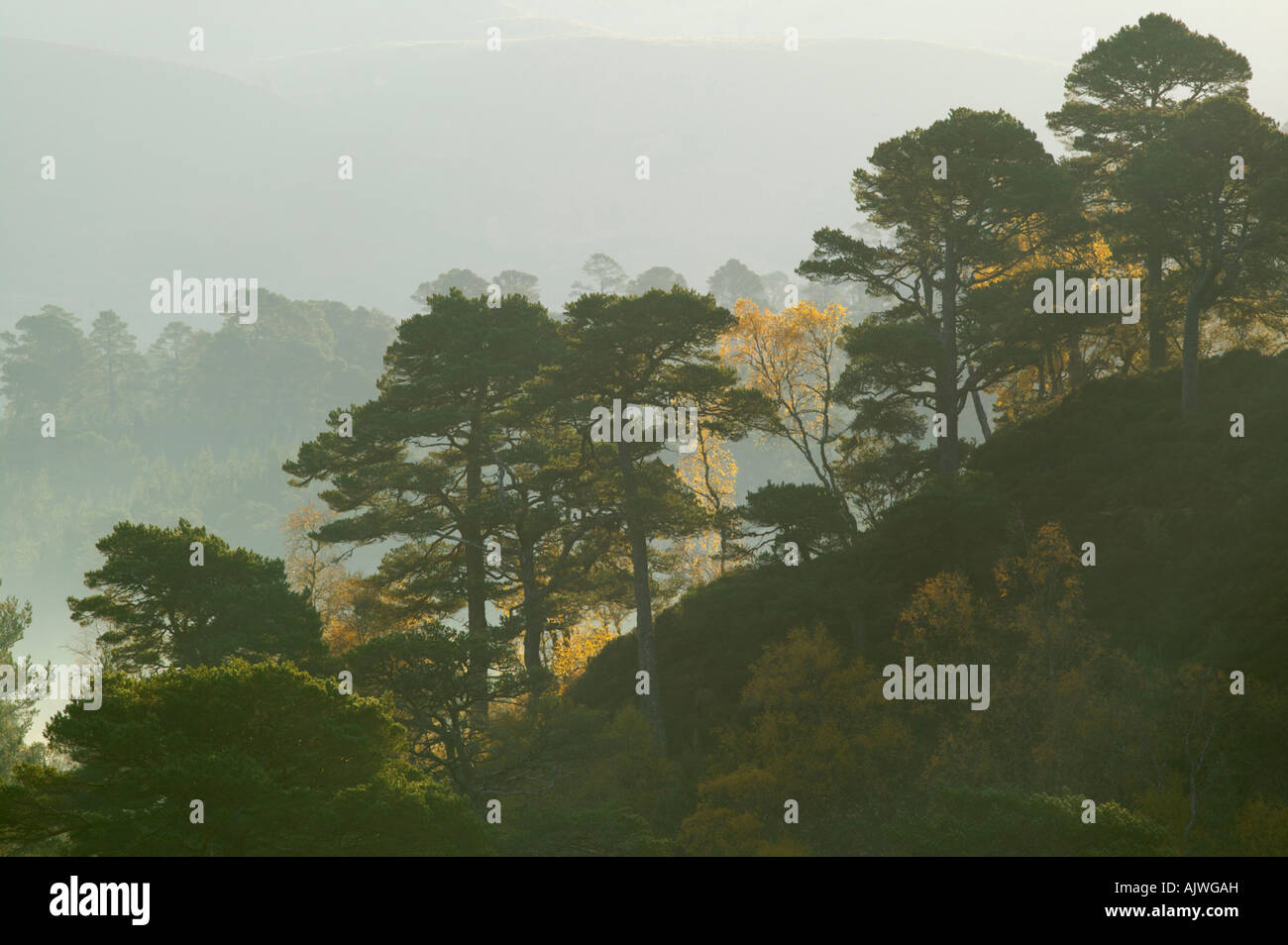 Caledonian Wald in Glen Affric, Inverness, Highland, Schottland, UK Stockfoto