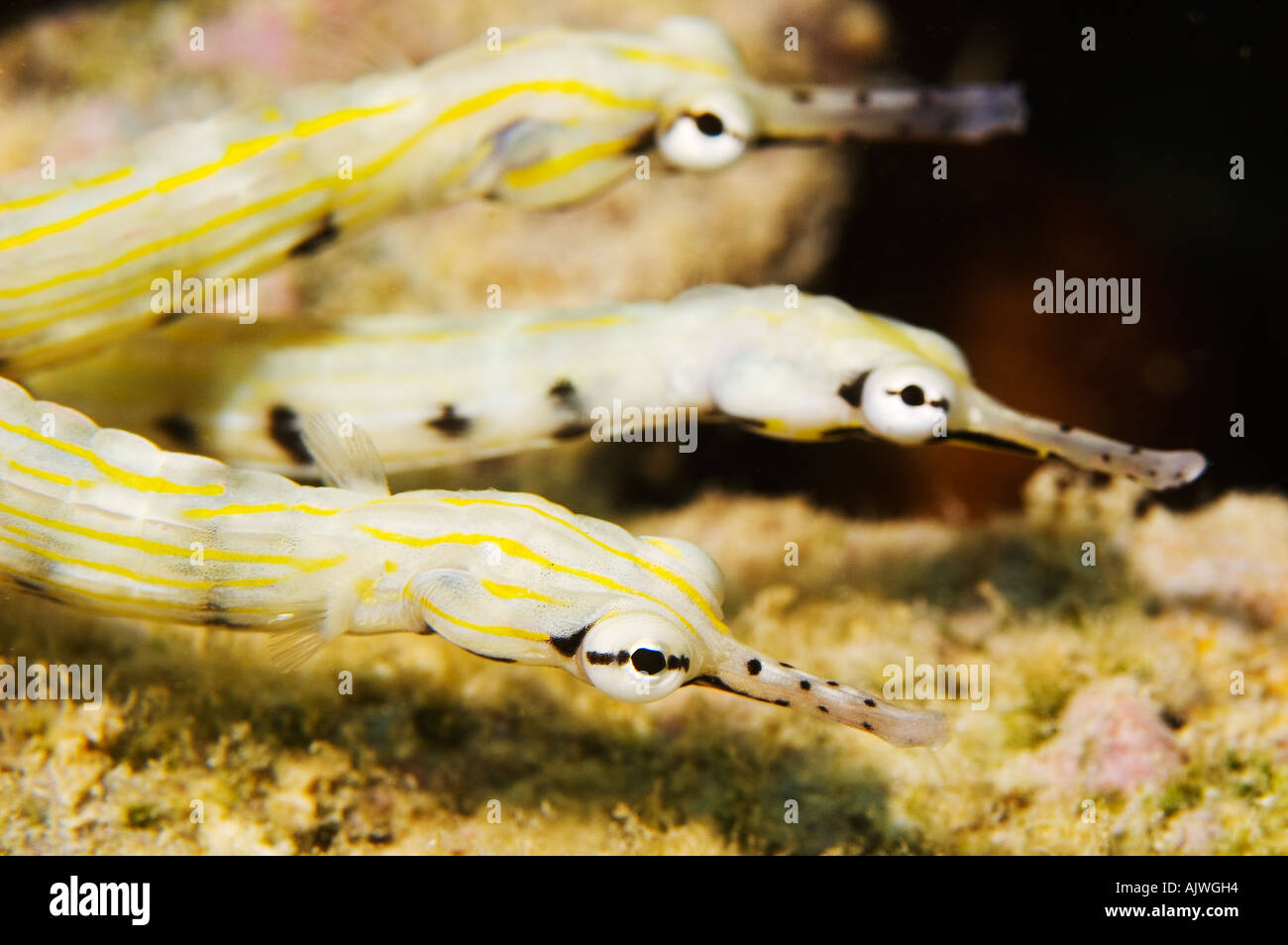 Drei Netzwerk Seenadeln Corythoichthys Flavofasciatus Yap Mikronesien Pazifischen Ozean Stockfoto