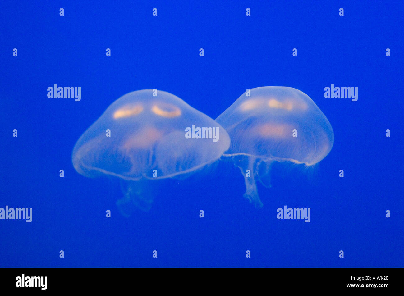 Quallen Moon Jelly Aurelia Golden gefangen Vancouver Aquarium Ausstellung aus Kanada Pacific Stockfoto