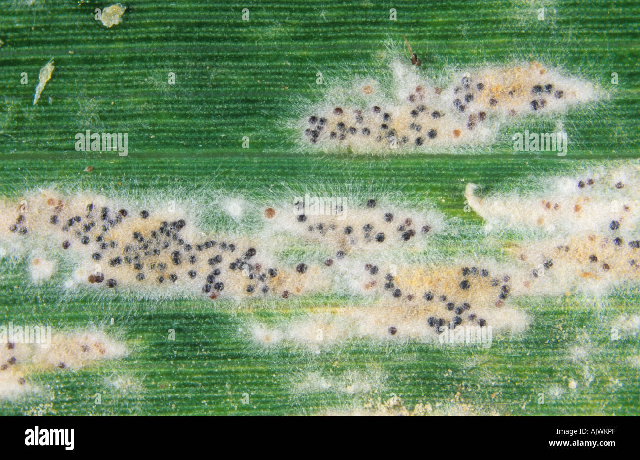 Mehltau (Erysiphe graminis f.sp tritici) und Cleistothecia auf einem Weizenblatt Stockfoto