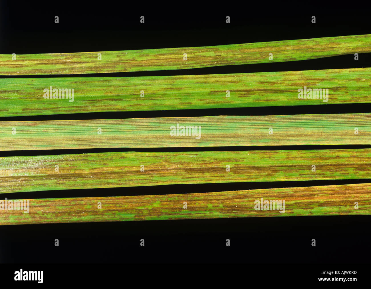 Weidelgras Mosaik Virussymptome auf Blättern von italienisches Weidelgras Lolium multiflorum Stockfoto