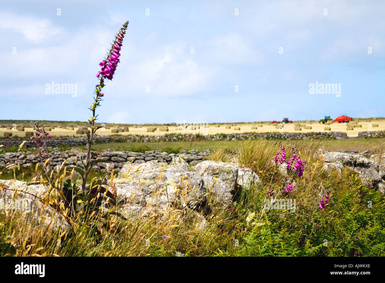 Traditionelle Landwirtschaft mit Traktor Ernte Heu und Stein Wände auf Bauernhof in der Nähe von Madron Penwith Moor an einem sonnigen Tag in Cornwall UK Stockfoto