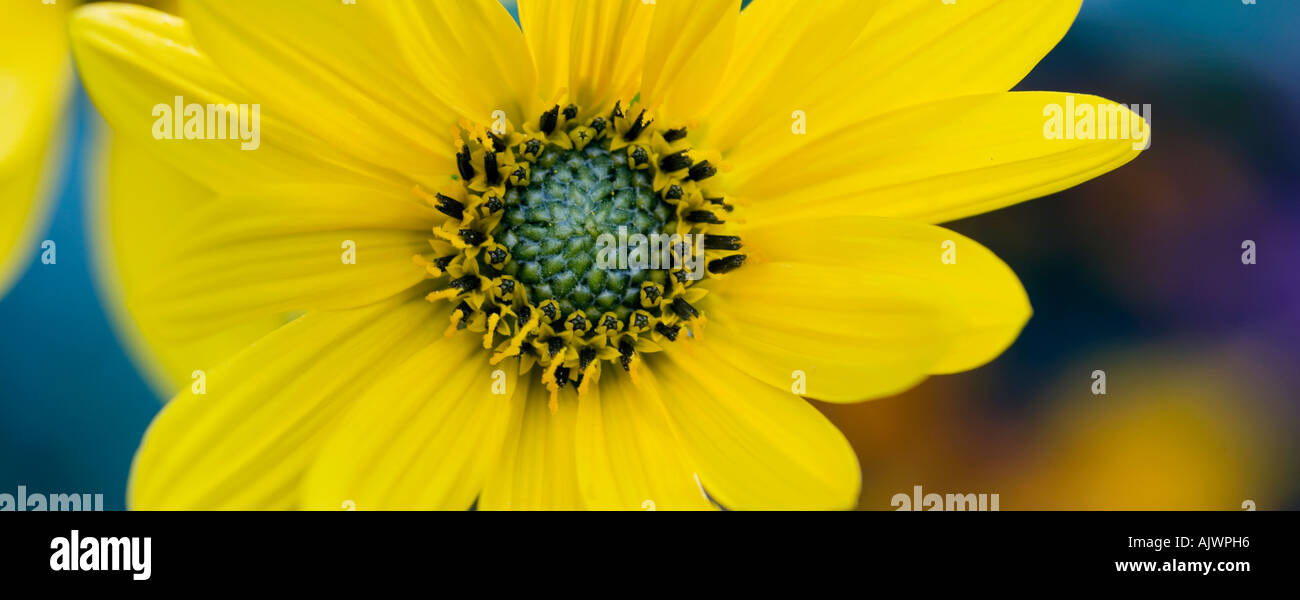 Helianthus 'Lemon Queen'. Mehrjährige Sonnenblume Nahaufnahme. Panorama Stockfoto
