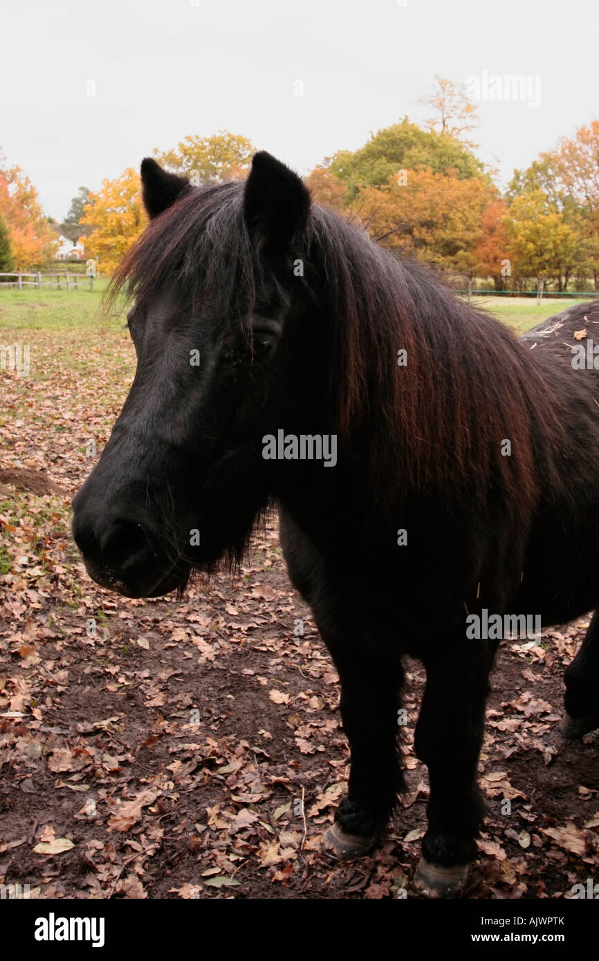 Ein freundliches Black Shetland Pony (Equus ferus caballus) im Feld im Herbst, Sussex, England, Großbritannien Stockfoto