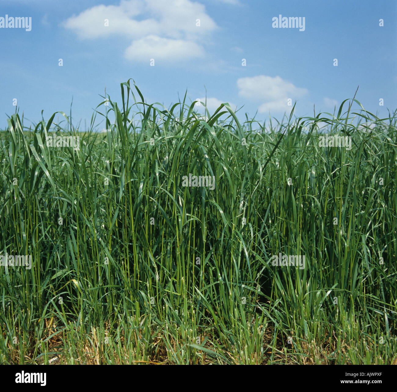 Seitenansicht der Schnittfläche von Reifen Weidelgras Ley eine Grass Silage Ernte Stockfoto