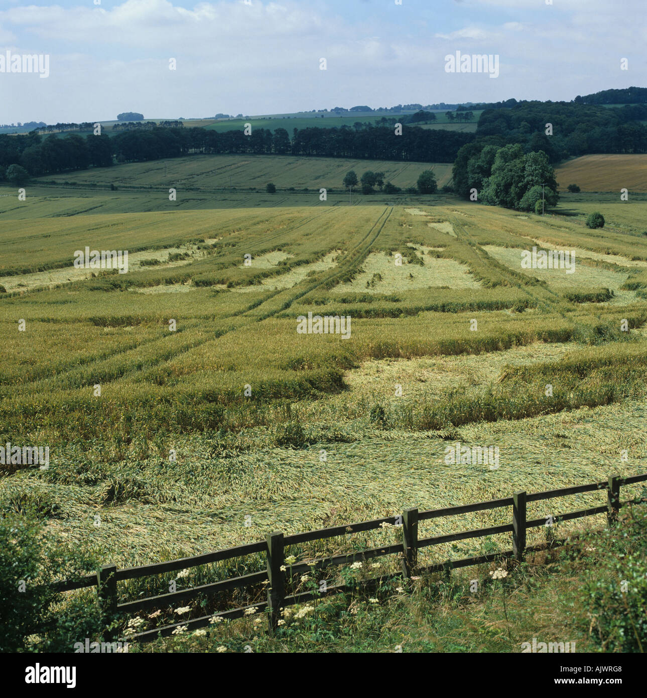 Eine eingelegte Feld des Weizens im Ohr, die teilweise durch Su abgeflacht Stockfoto