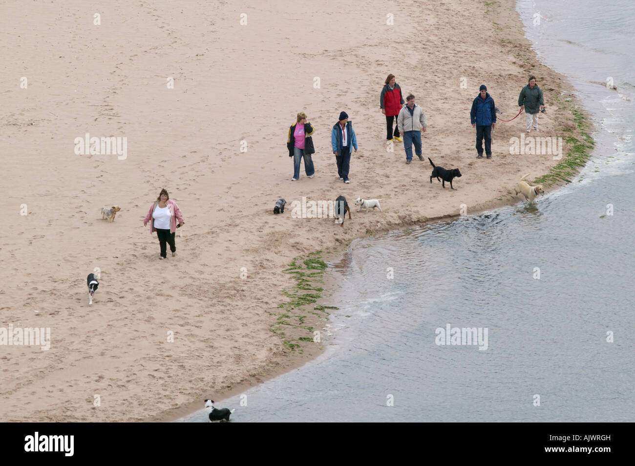 Hundewiesen auf Lunan Bay, Angus, Schottland, UK Stockfoto