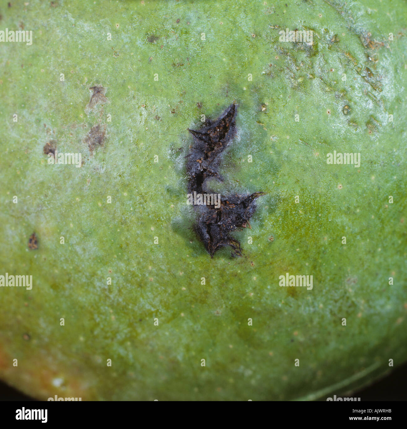 Bakterieller schwarzer Fleck (Xanthomonas axonopodis pv. Magiferaeindicae) Läsion auf der Mangofruchtoberfläche, Südafrika Stockfoto