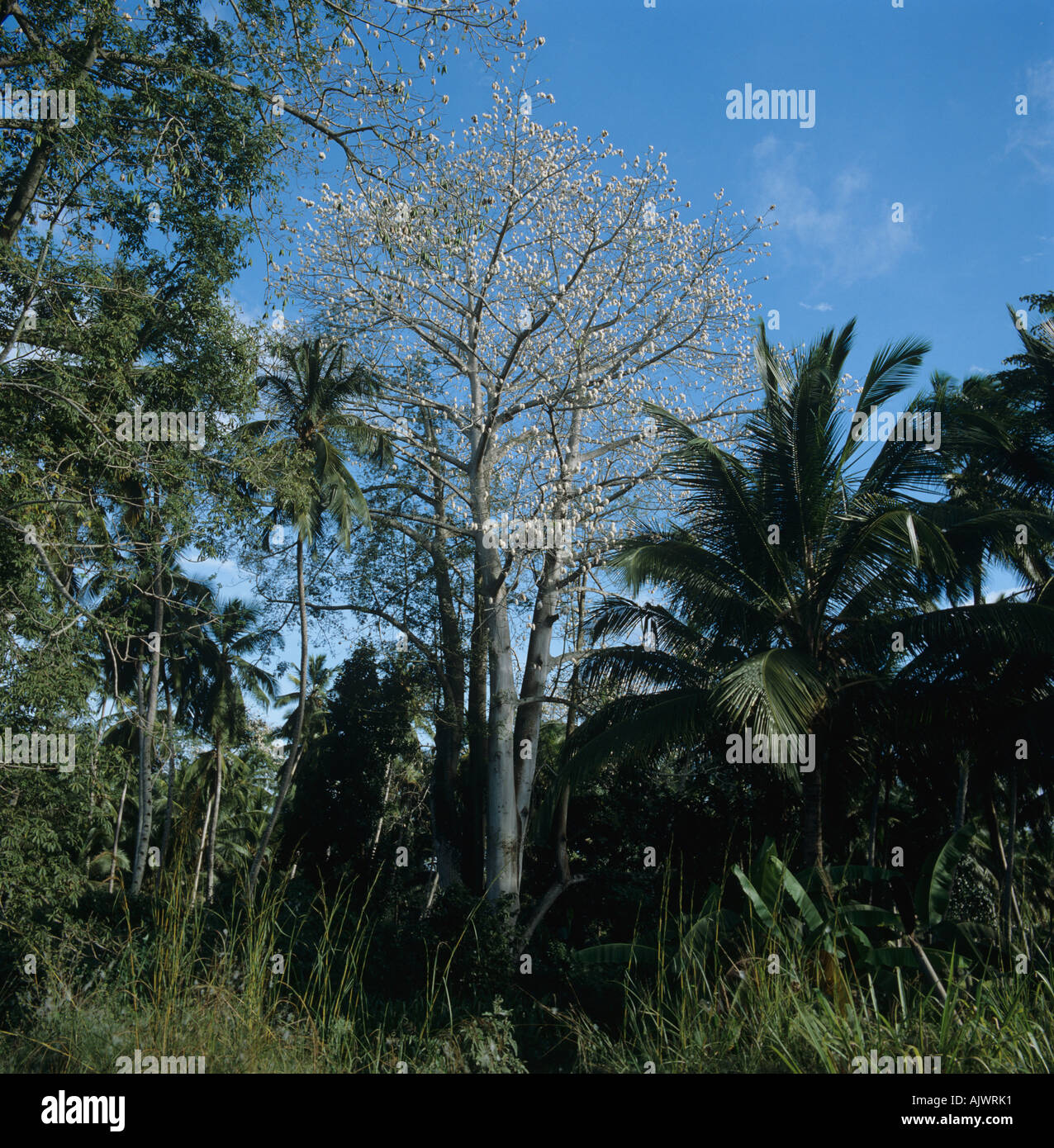 Eine große Kapok oder weißer Seide Baumwolle Baum mit offenen weißen Samenkapseln Tansania Stockfoto