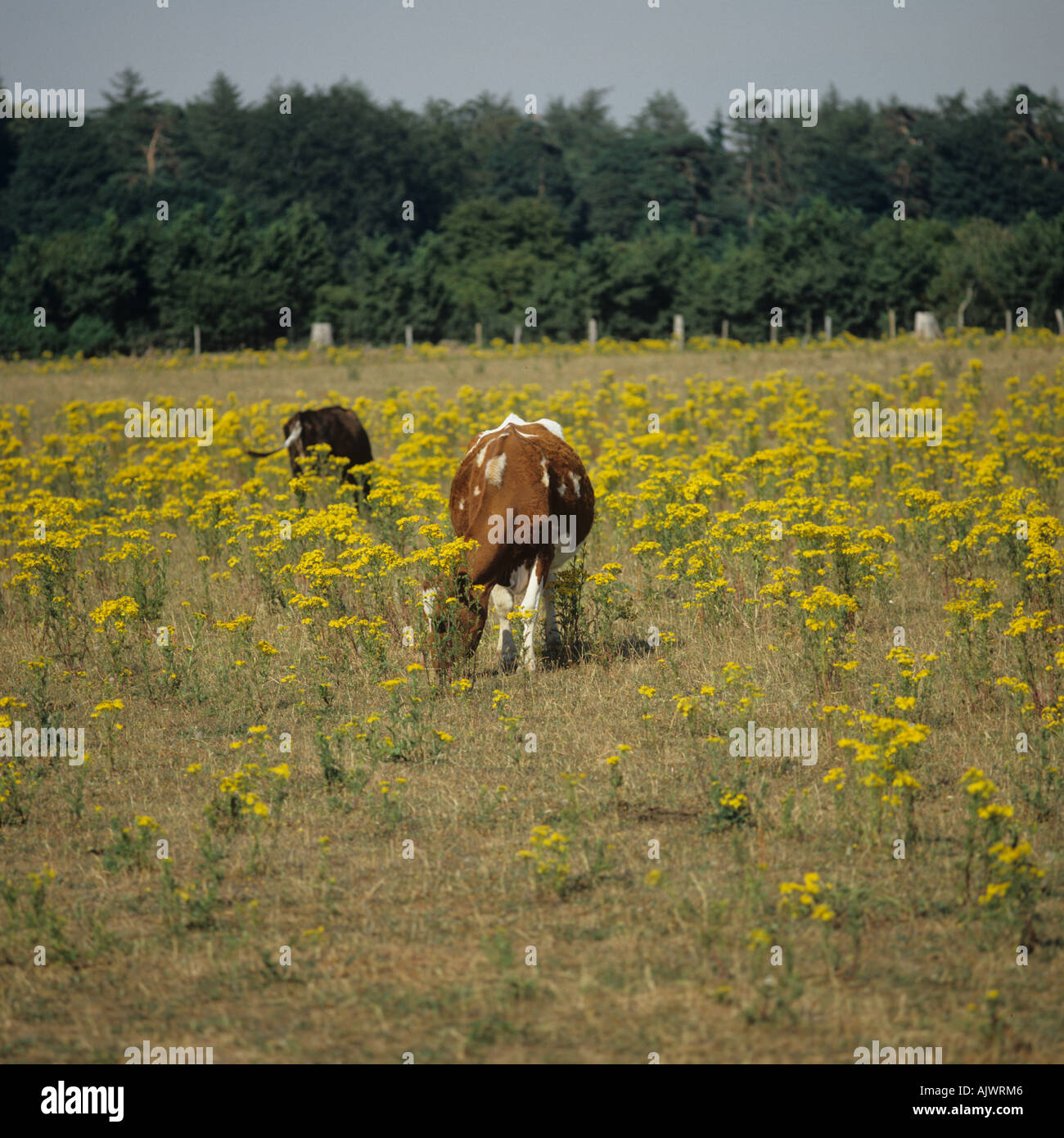 Ragwort Extensa vulgaris Blüte in einer Weide Weiden von Vieh, Stockfoto