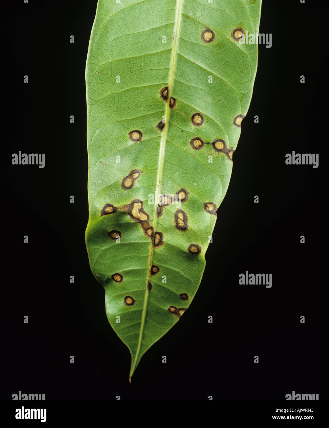 Anthraknose Colletotrichum Gloeosporioides Läsionen auf einem Mango-Blatt Thailand Stockfoto