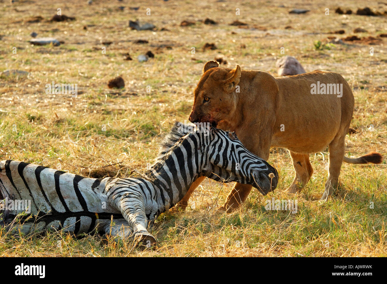 Löwin auf einem Zebra-Kill Savuti Narional Park Botswana Stockfoto