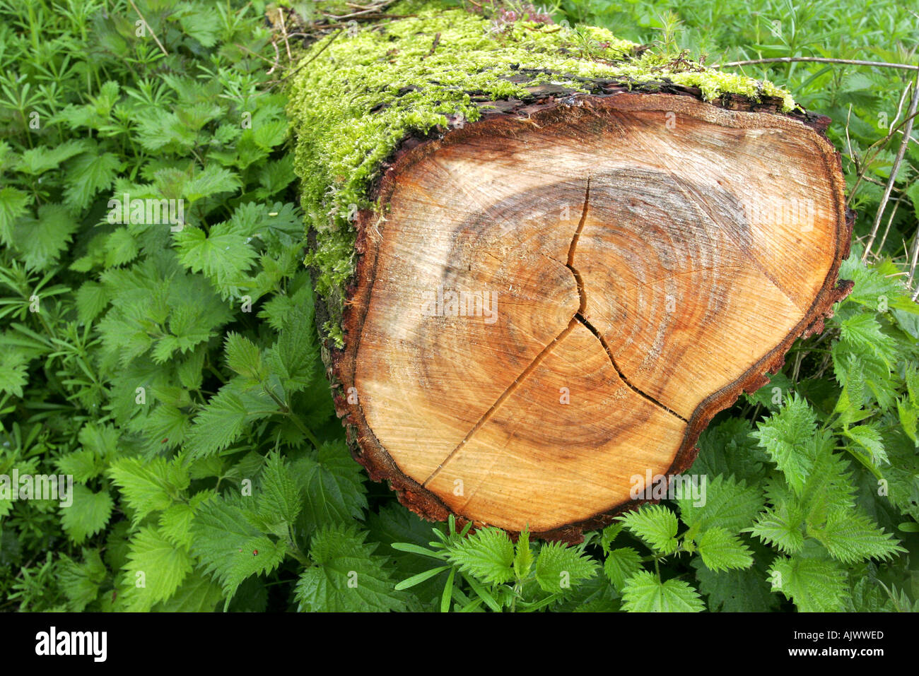 Tote Weide Baumstamm auf dem Waldboden unter den Brennnesseln und anderen Unkräutern Fäulnis Stockfoto