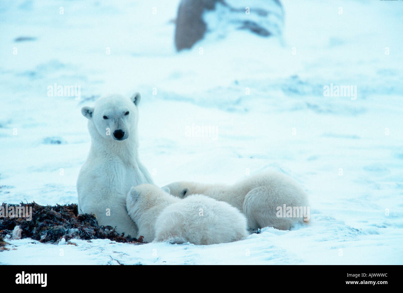 Eisbär / Eisbaer / Polarbaer Stockfoto