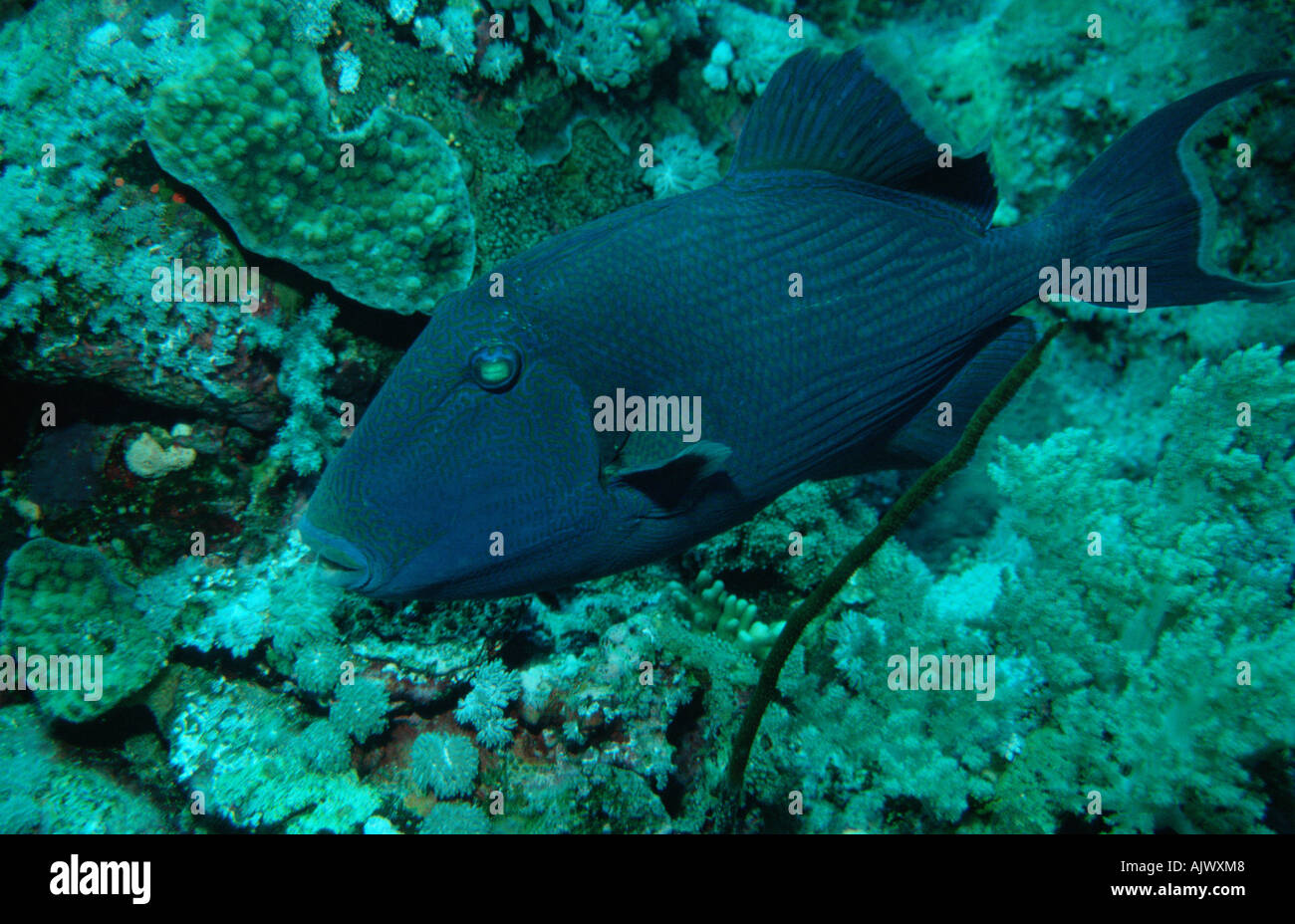 Wellige Drückerfisch Stockfoto