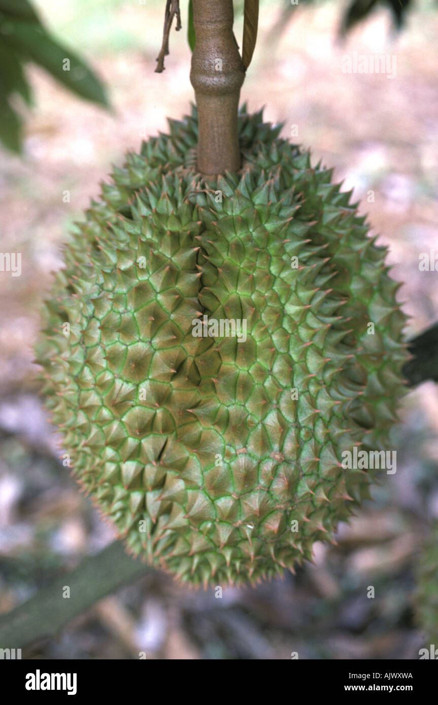 Reife Durian Frucht am Baum in Südthailand Stockfoto