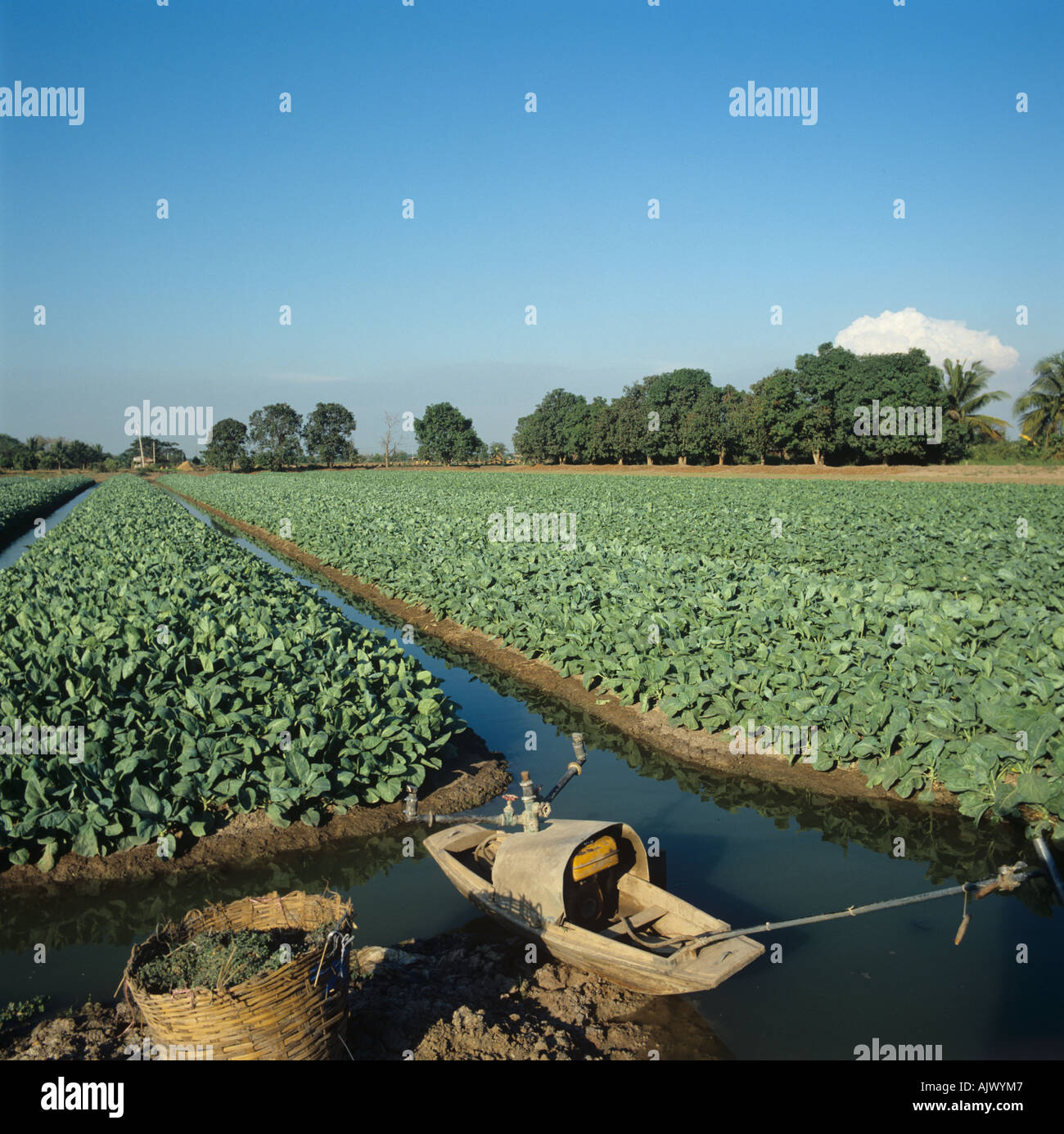 Grünkohl Kohl Ernten auf Hochbeeten mit Bewässerungskanälen Tiefland Zentralthailand Stockfoto