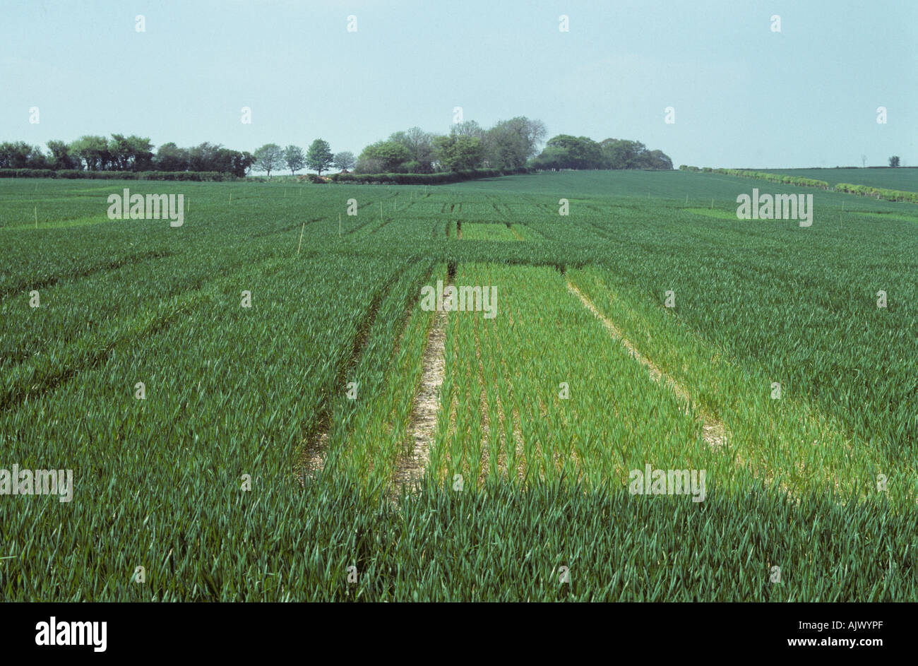 Weizenernte Grundstücke mit normalen Stickstoff-Düngung im Vergleich zu kein Dünger Stockfoto
