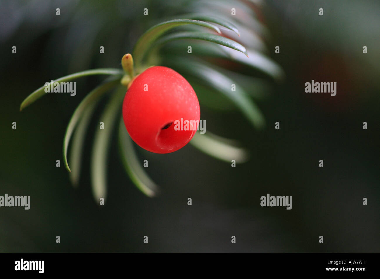 "Yew Tree Berry" Nahaufnahme Makroaufnahme Stockfoto