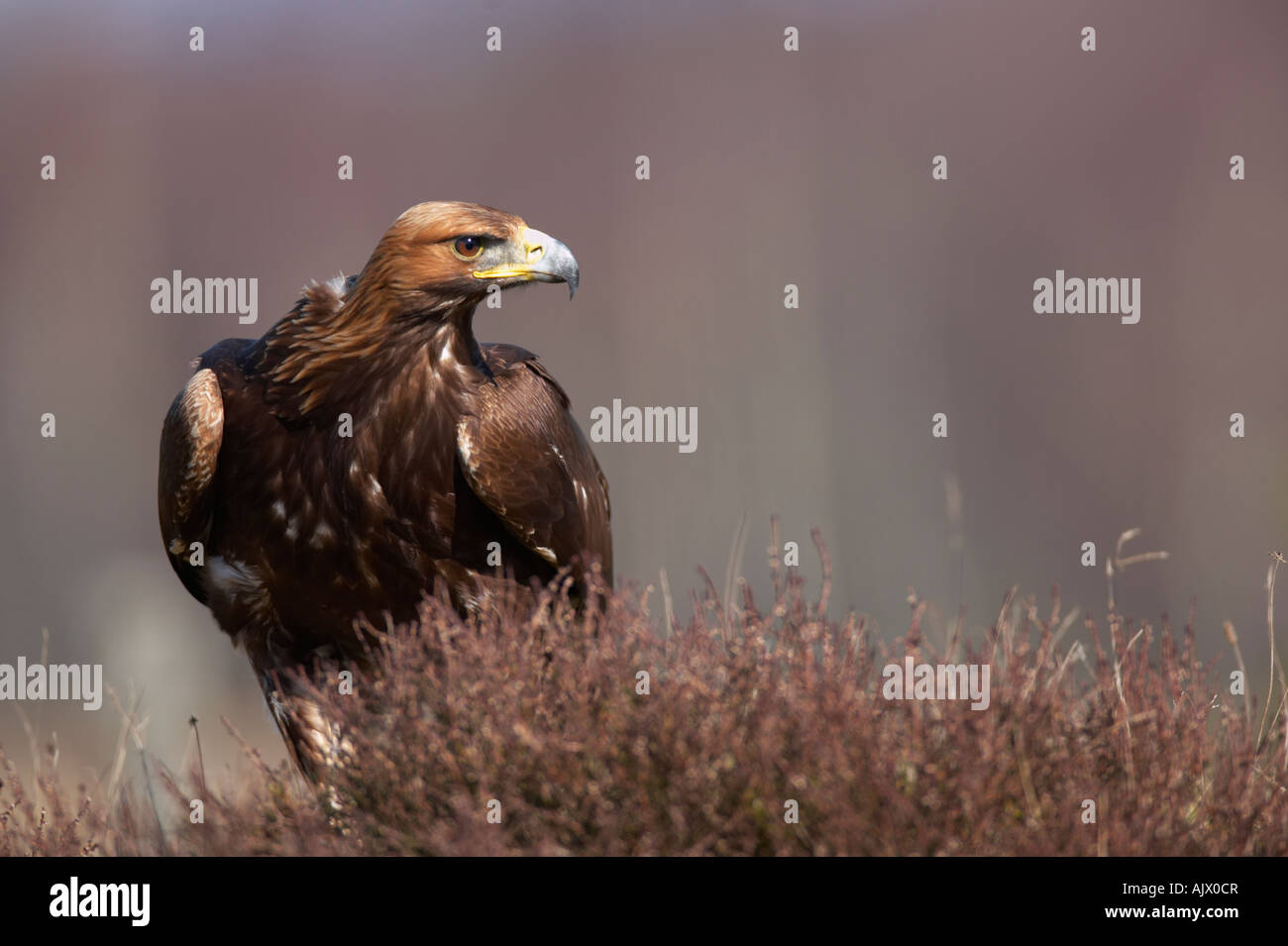 Vogel: Steinadler (Aquila Chrysaetos) Stockfoto