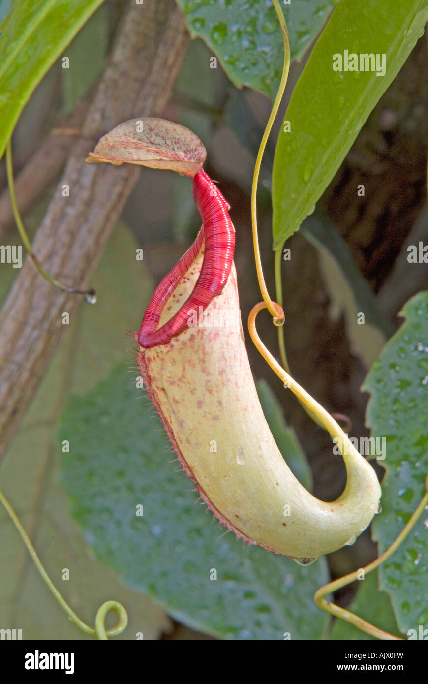Affe-Cup, tropische Kannenpflanze (Nepenthes sp), Krug Stockfoto
