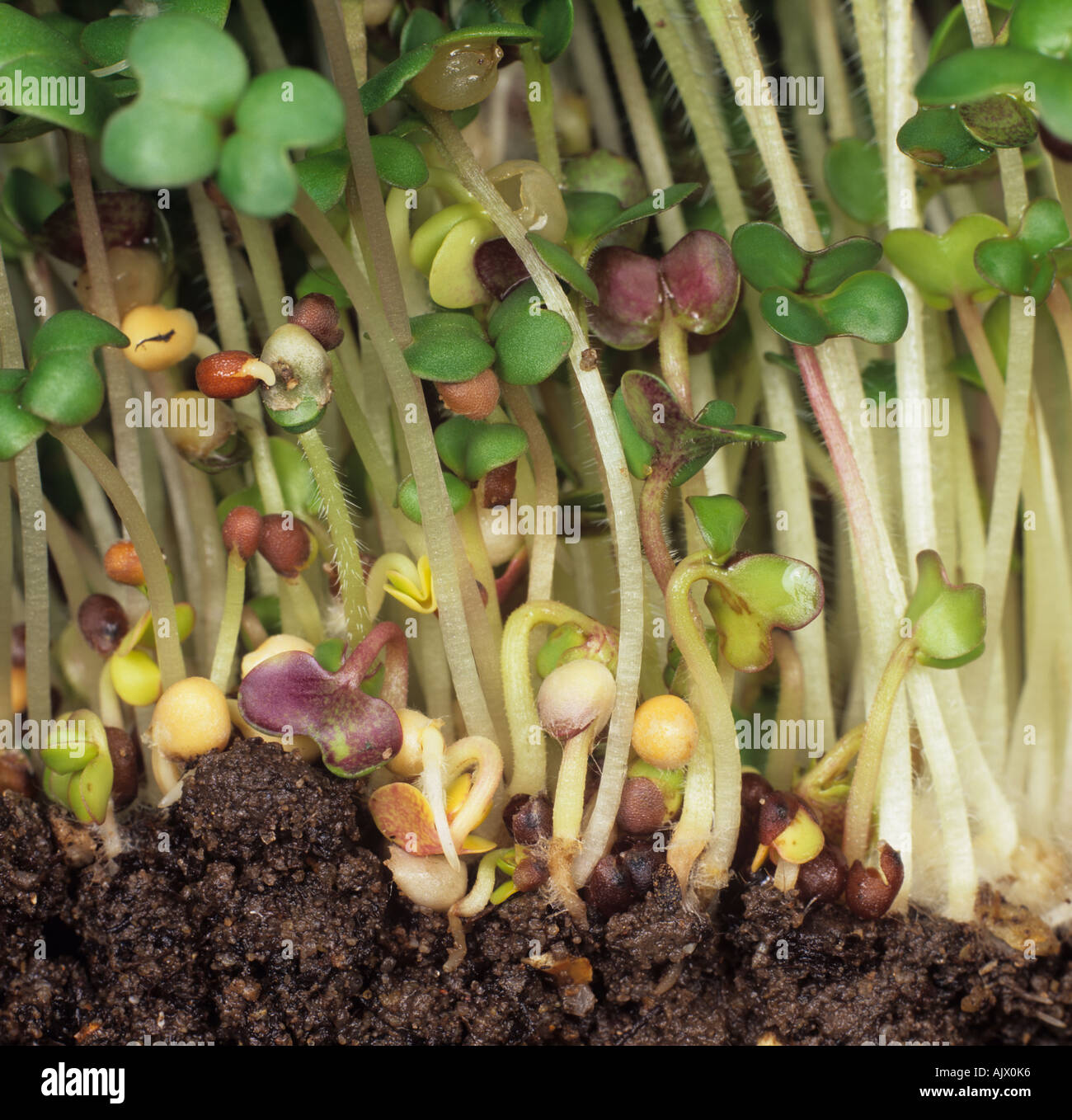 Weißer Senf Sinapis Alba keimenden Samen verwendet in Salaten sandwiches Stockfoto