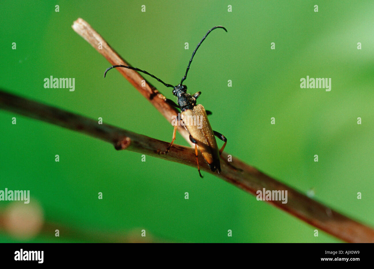 Longhorn Beetle / Roter Blumenbock / Bockkaefer / Rothalsbock Stockfoto