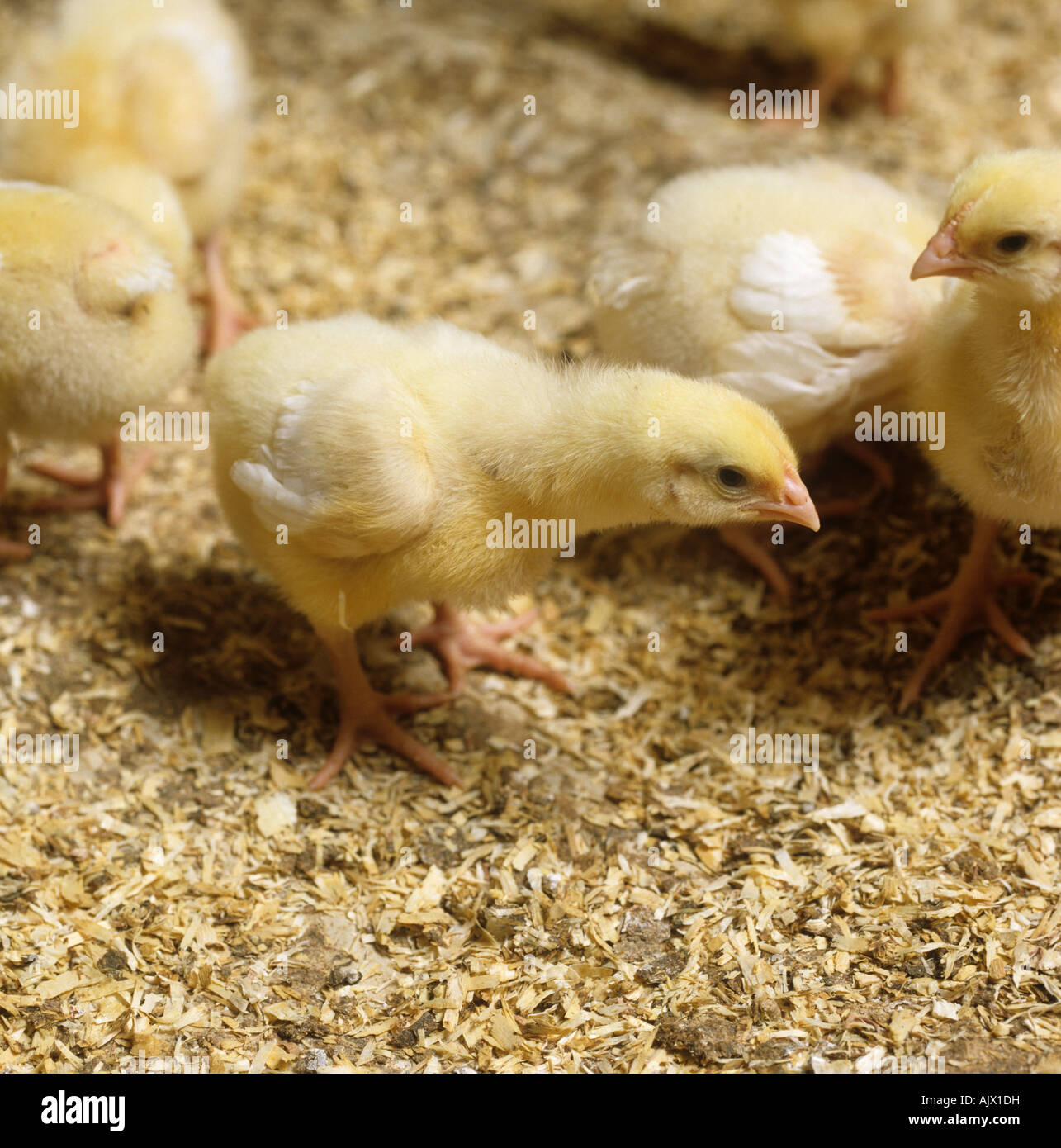 Sieben Tage alten Broiler Küken in einem Hühnerstall Stockfoto