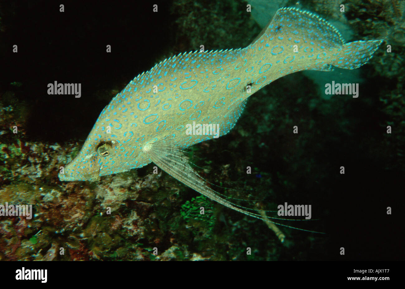 Peacock Flunder Stockfoto