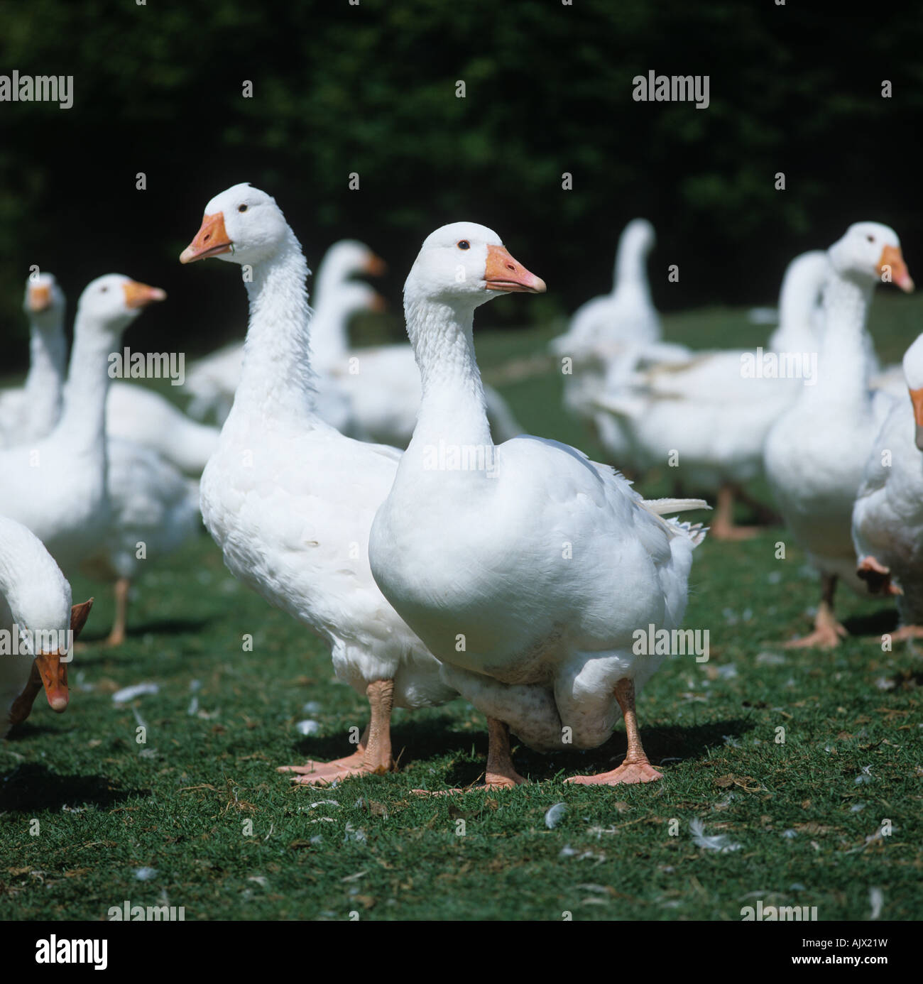 Gezüchteten weißen Gänse Dorset Stockfoto