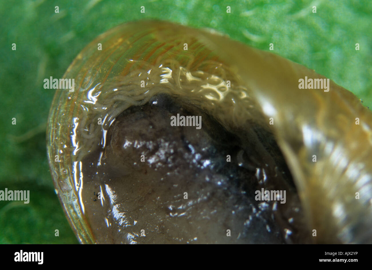 Schnecke Pest parasitiert durch Nematoden Phasmarhabditis hermaphrodita Stockfoto