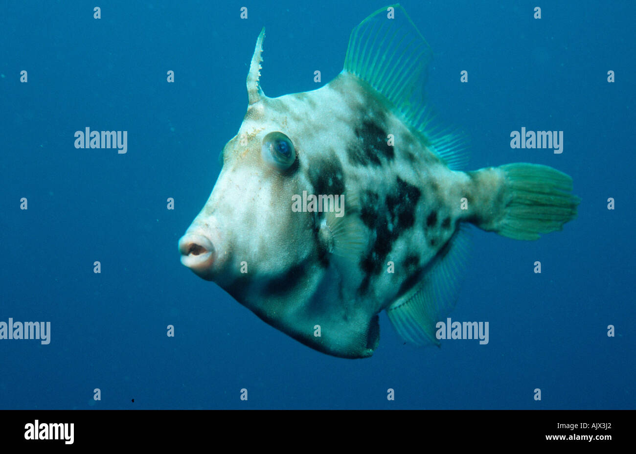 Grauer Drückerfisch Stockfoto