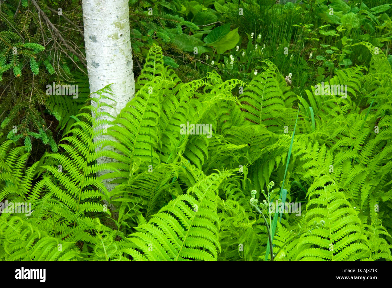 Holz Farne (Dryopteris spp) und Aspen Baumstämme, Greater Sudbury, Ontario, Kanada Stockfoto