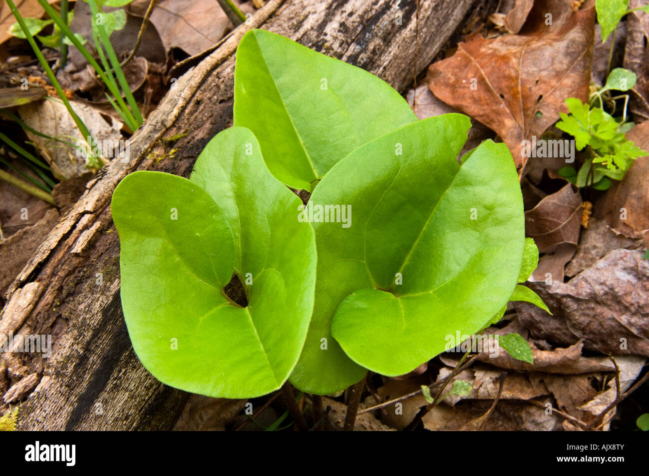 Wild Ginger (Asarum canadense) Blätter, Great Smoky Mountains National Park, Tennessee, USA Stockfoto