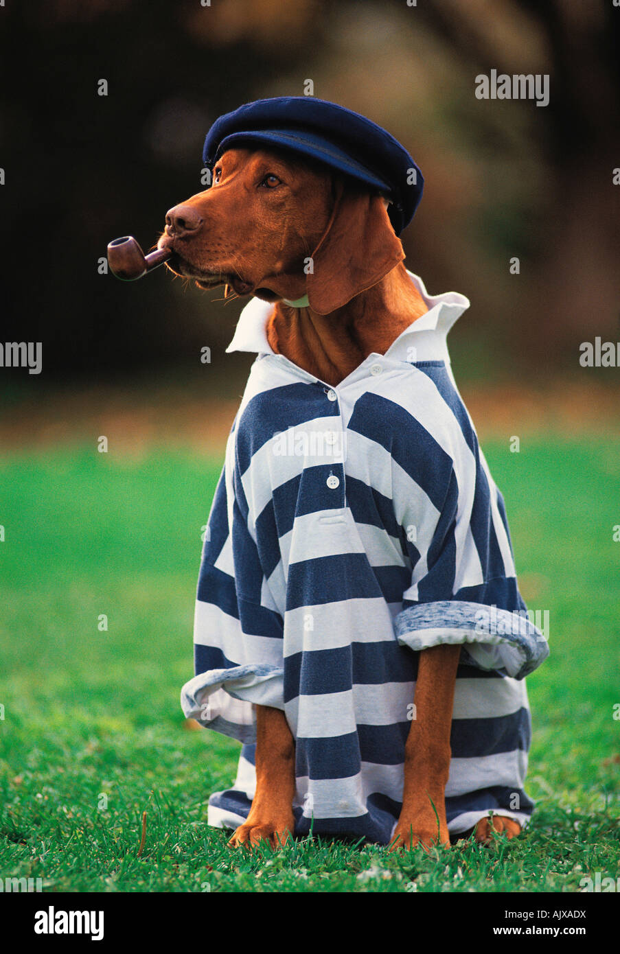 PET-ungarischer Visla Hund menschliche Kleidung zu tragen und mit einem Raucher Rohr in den Mund. Stockfoto
