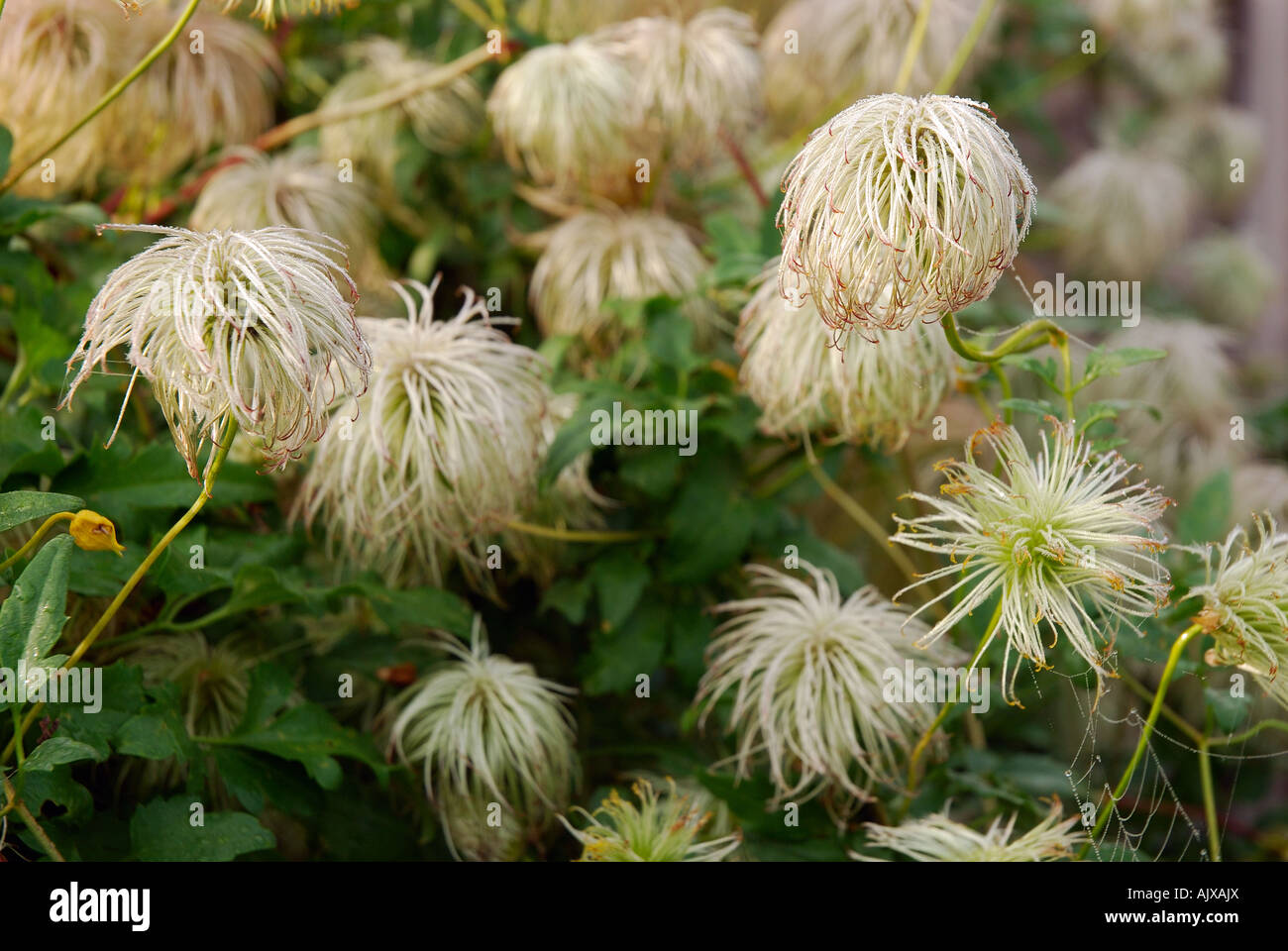 Clematis Samenköpfe nach der Blüte im Herbst Sonnenlicht Stockfoto