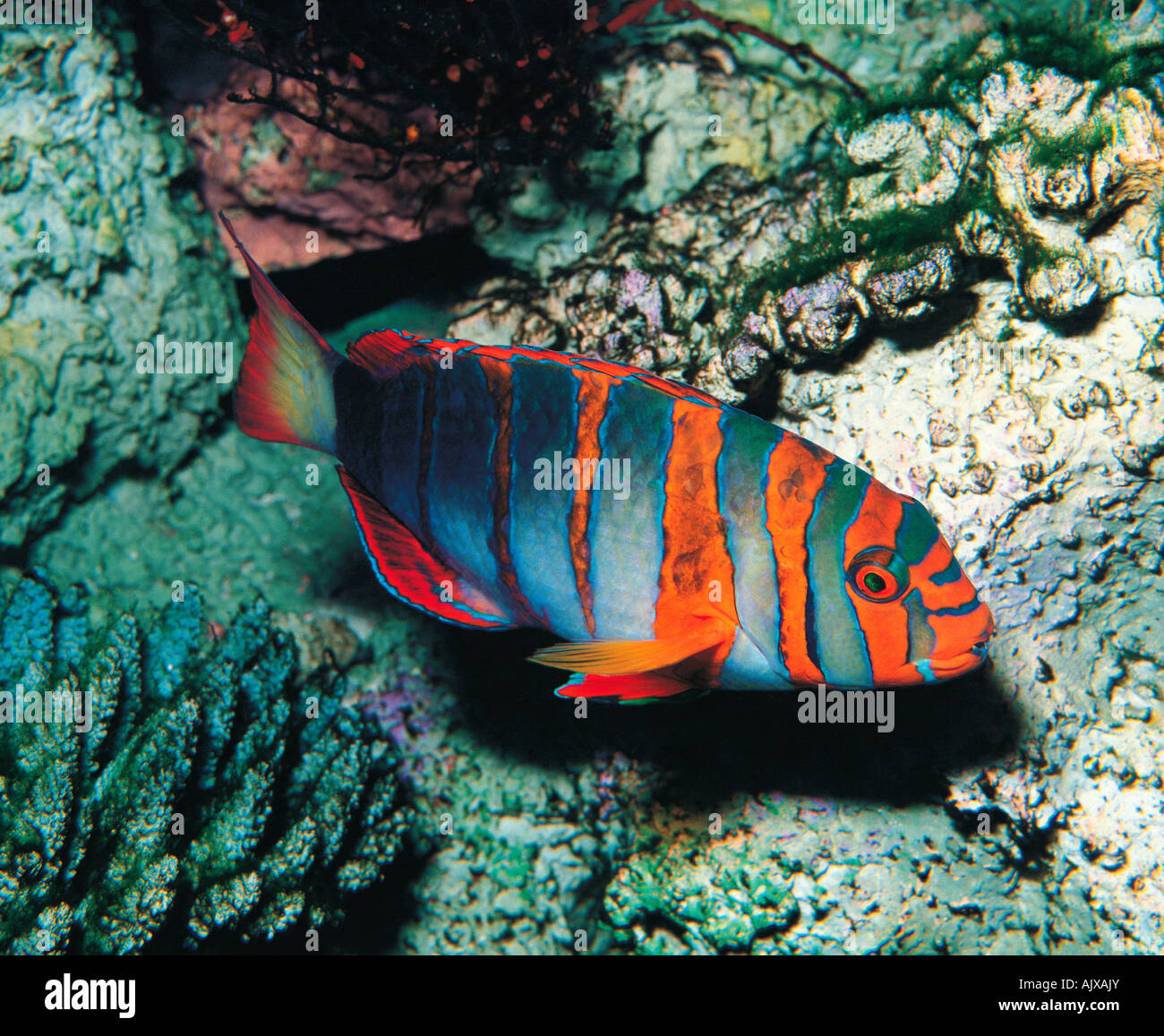 Australien. Great Barrier Reef. Harlekin Tusk Fisch. (Choerodon Fasciatus) Stockfoto