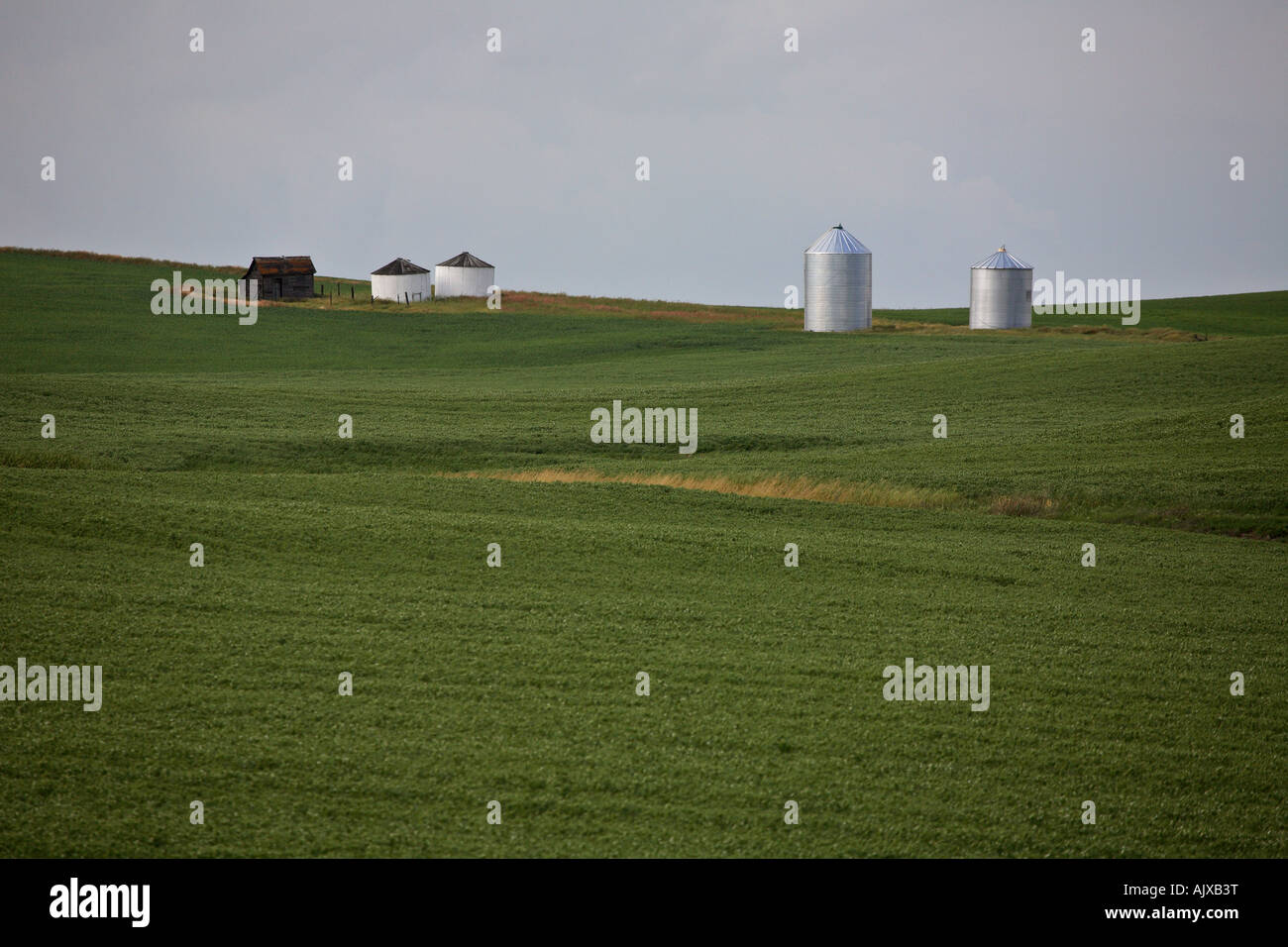 Getreidespeicher und Ernte in malerischen Saskatchewan Stockfoto