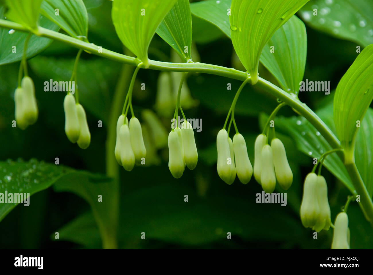 Hängende Blüten von Polygonum Odoratum auch bekannt als Solomon s versiegeln Stockfoto