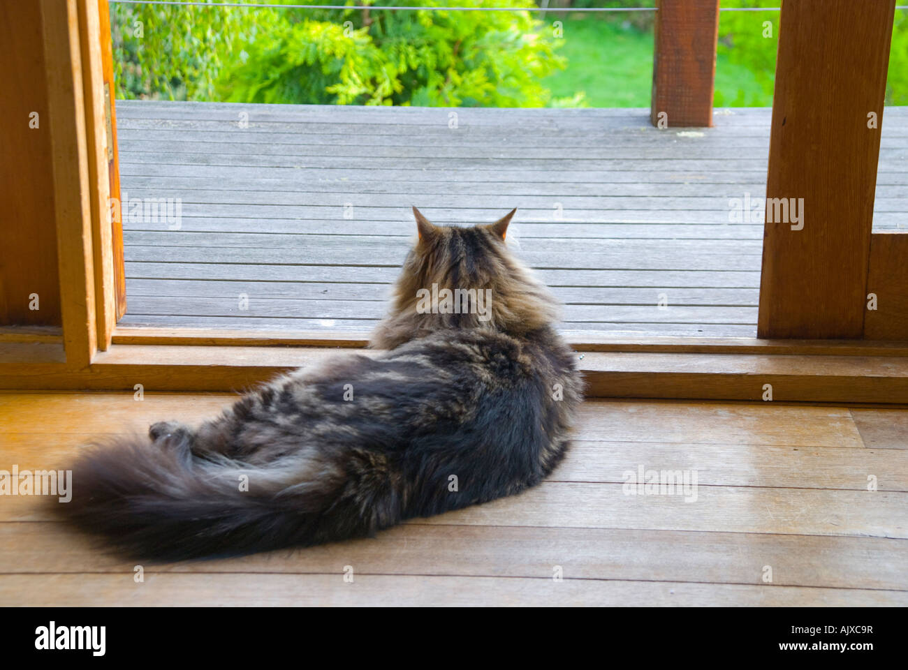 Eine große Sibirische Waldkatze genießt einen entspannten späten Nachmittag, um Vögel in einem Garten zu beobachten Stockfoto