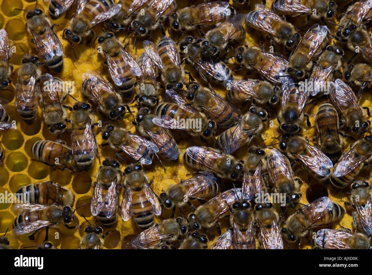 Westliche Honigbiene Apis Mellifera Arbeitsbienen zu Brut Kammern Sudbury, Ontario Stockfoto