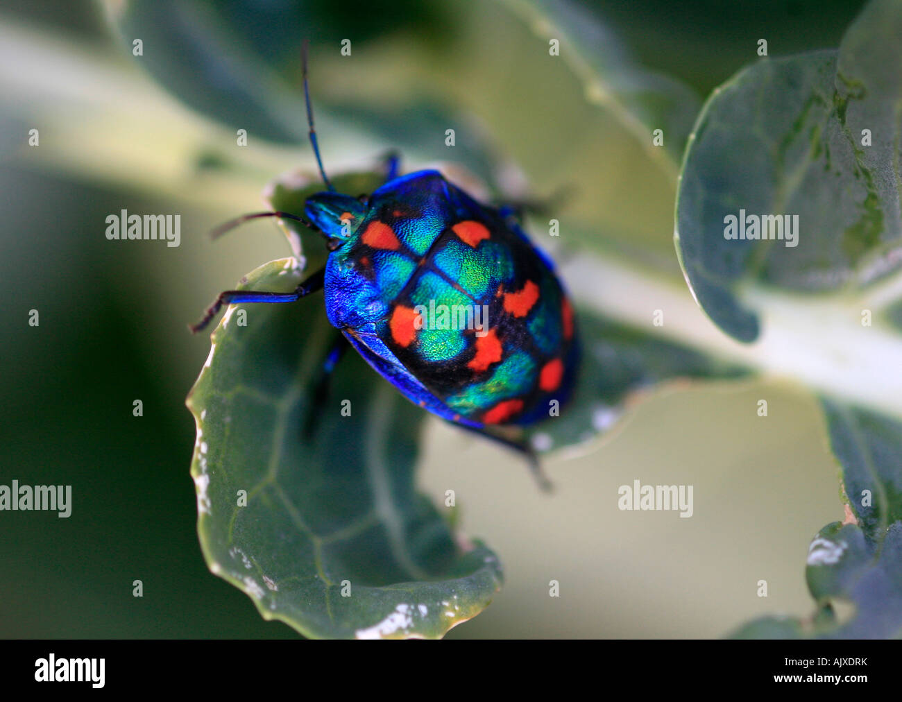 Bunter käfer -Fotos und -Bildmaterial in hoher Auflösung – Alamy