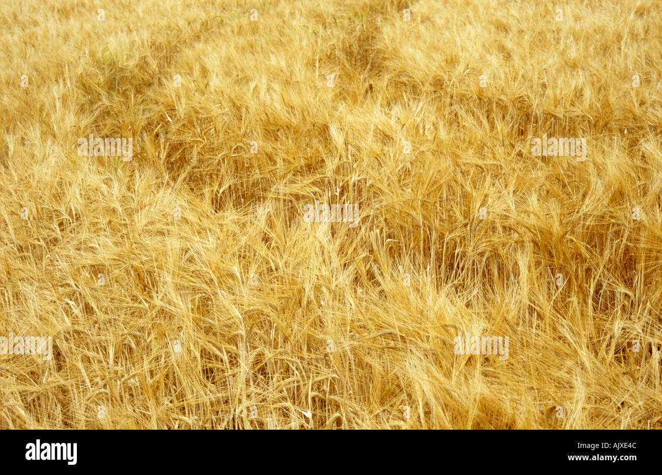 Reife gold Gerste Feld mit Traktorspuren Stockfoto