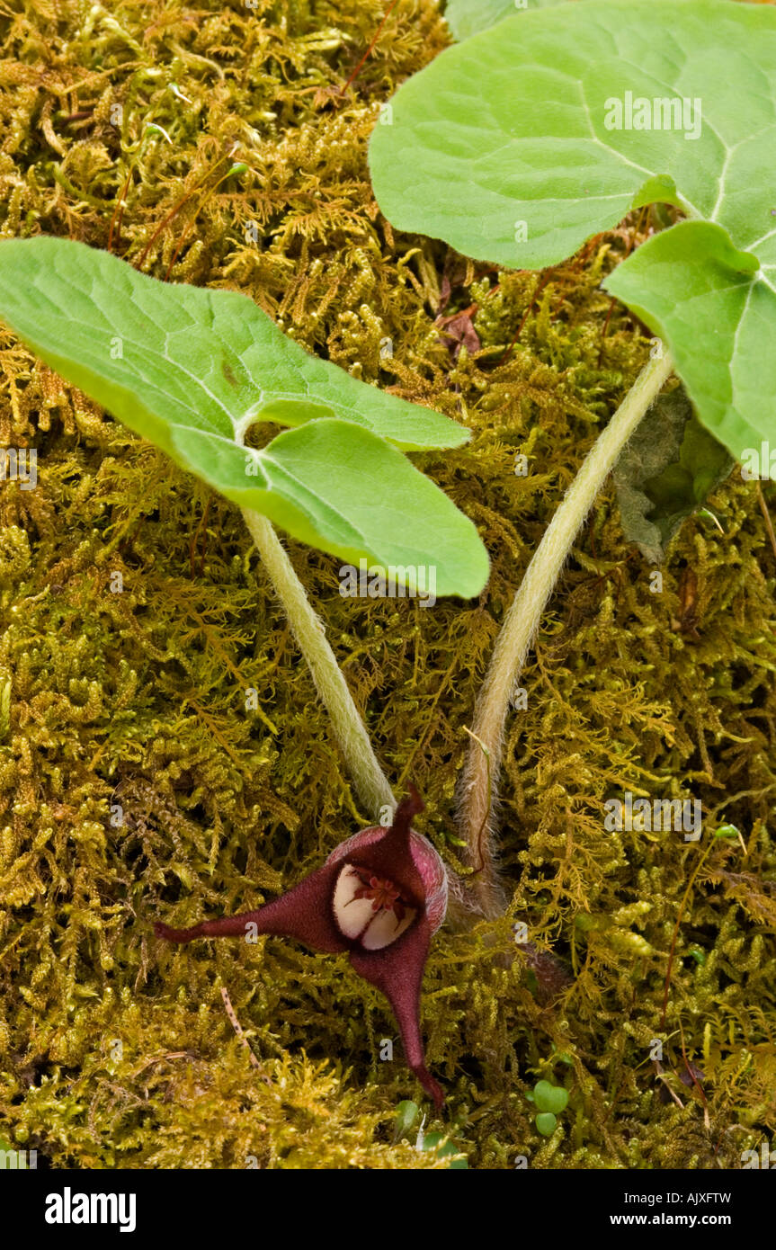 Wild Ginger (Asarum canadense) Blätter, Great Smoky Mountains National Park, Tennessee, USA Stockfoto