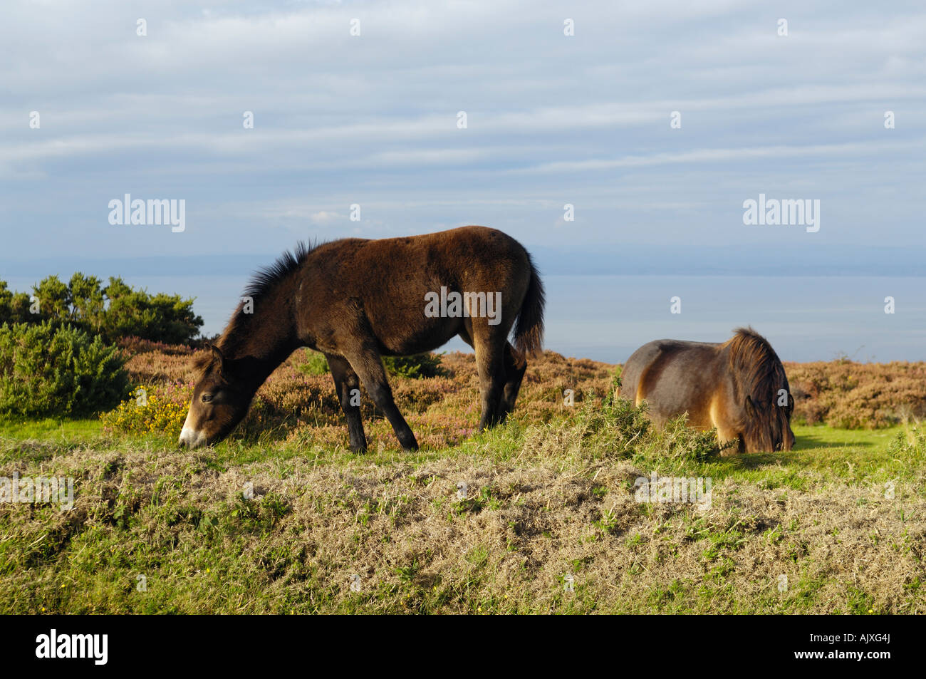 Zwei Exmoor Ponys grasen in Exmoor National Park in der Nähe von Porlock, Somerset, England. Stockfoto