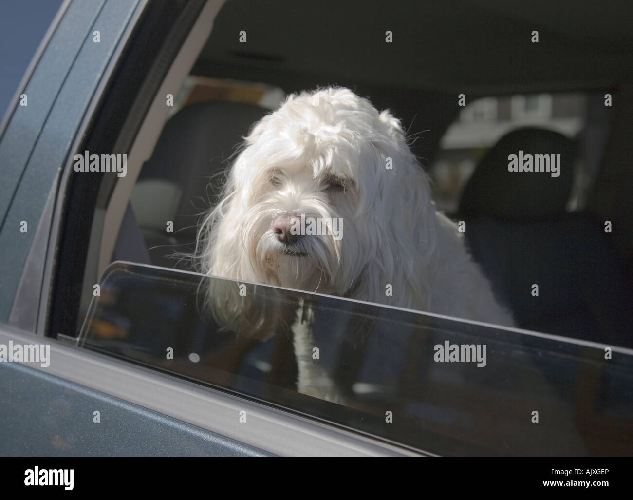 Haustier Hund in einem Auto bei geöffnetem Fenster Stockfoto
