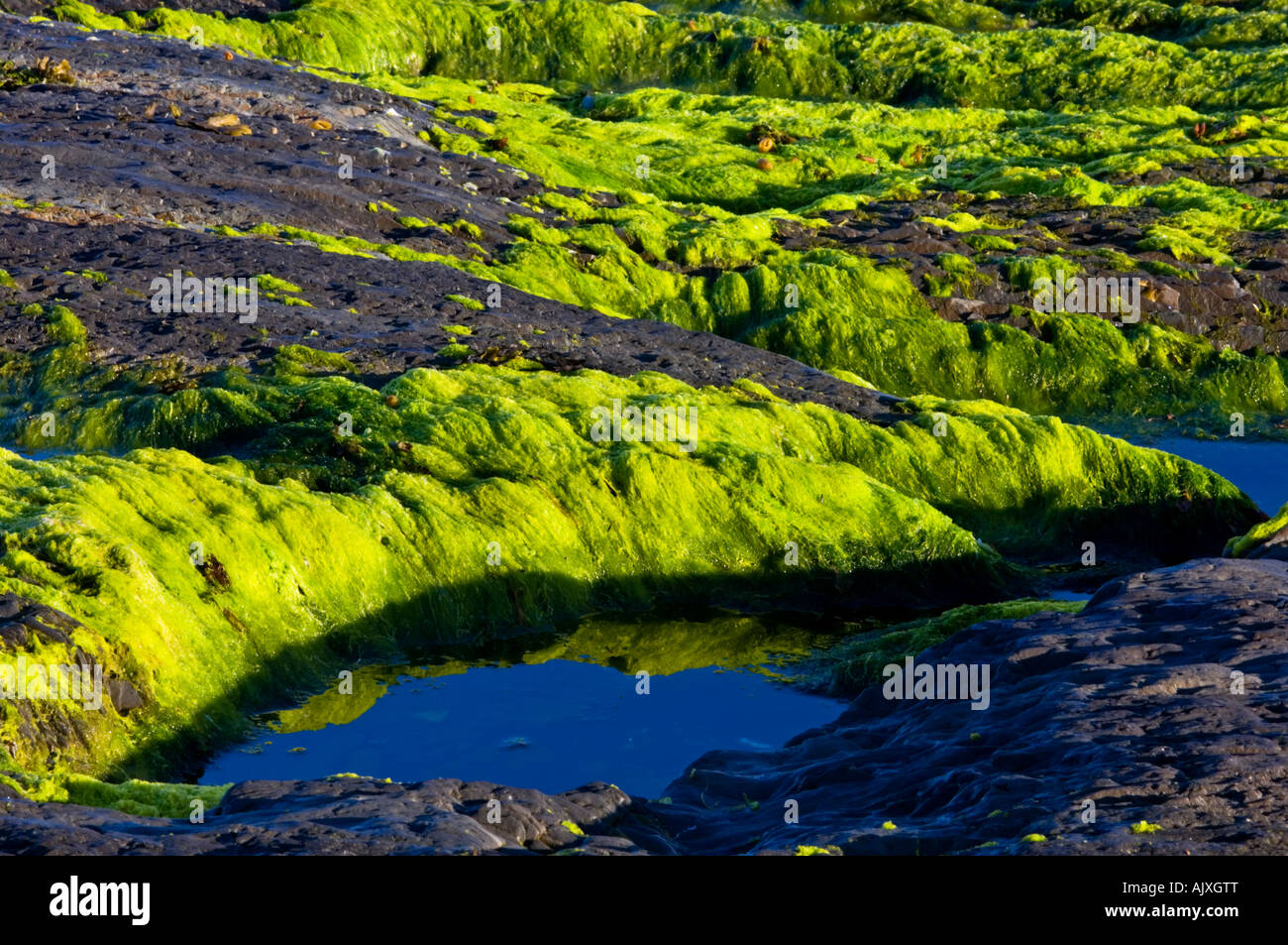 Algen-beschichtete Felsen entlang des St. Lorenz-Golf, ste Flavie, QC-Quebec, Kanada Stockfoto