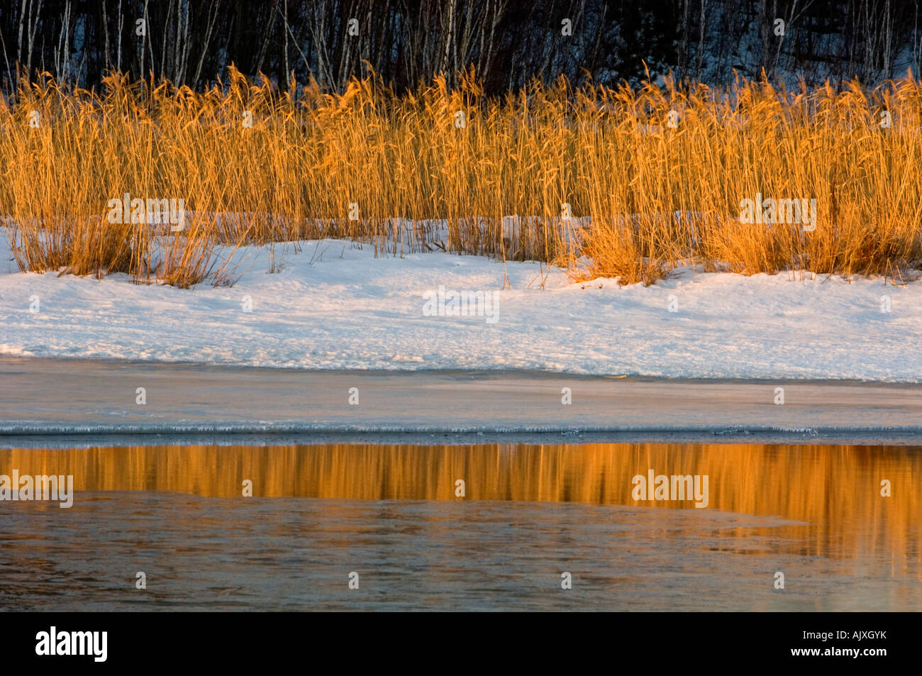 Schilf und Küstenlinie Gräser im Freiwasser Robinson See spiegelt sich in der Morgendämmerung im Spätwinter, Greater Sudbury, Ontario, Kanada Stockfoto