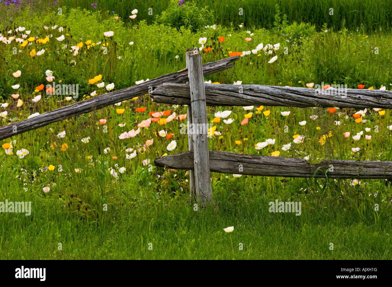Holzzaun mit blühenden Mohn und Gräser, ste Flavie, QC-Quebec, Kanada Stockfoto
