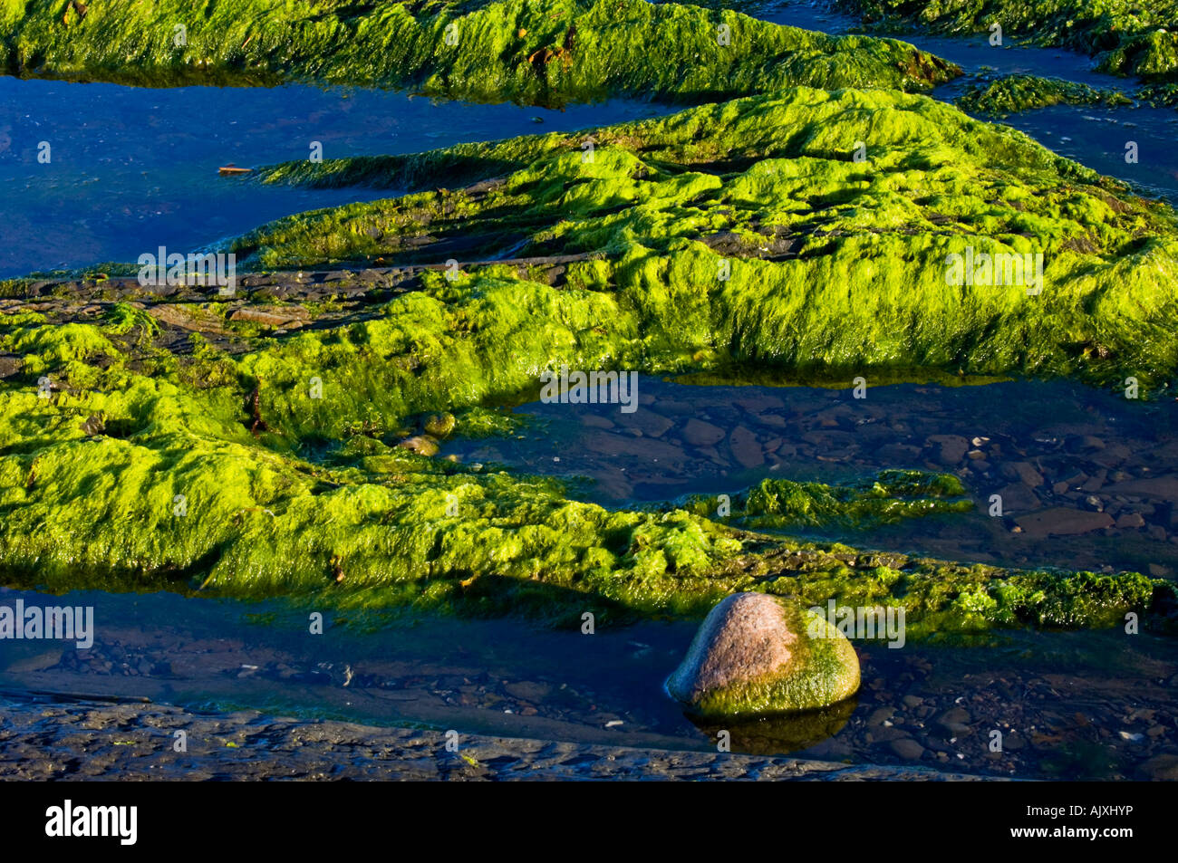 Algen-beschichtete Felsen und Tidepools entlang der St.-Lorenz-Golf, ste Flavie, QC-Quebec, Kanada Stockfoto